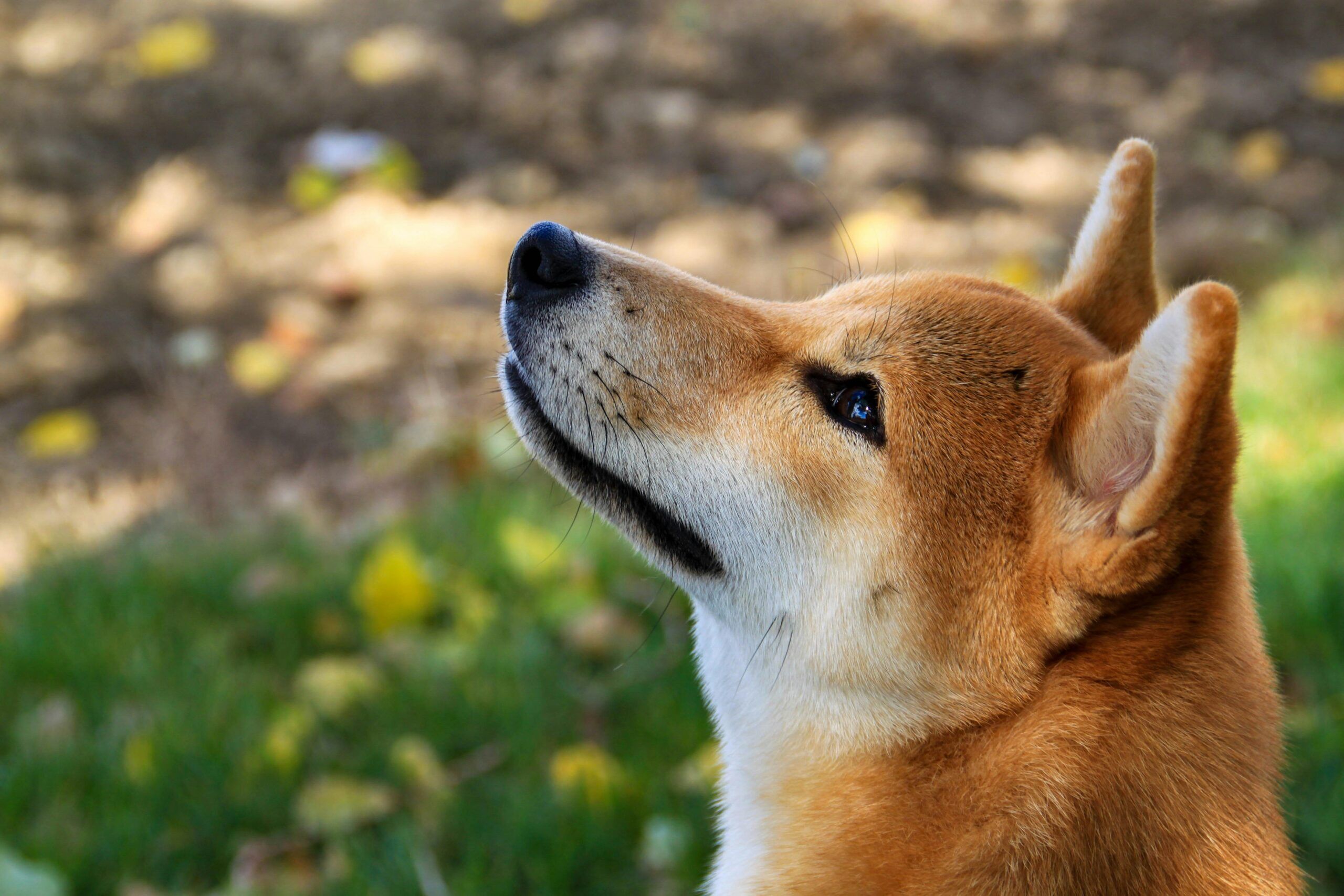 Illustration for: Shiba Inu: Op weg naar nieuwe hoogten?