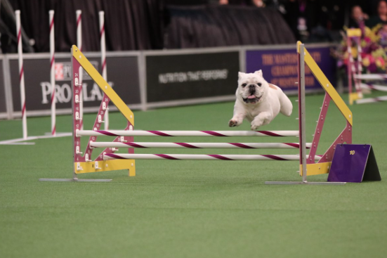 Bulldog Rudy Wedstrijd Gewoonvoorhem