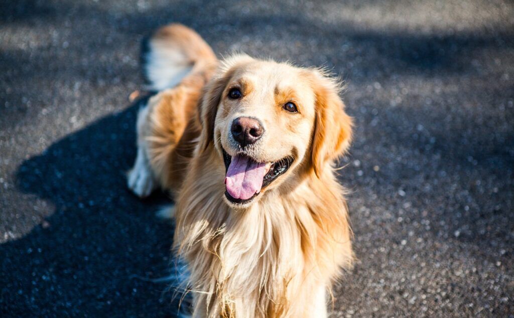 Levensverlengend medicijn voor de hond