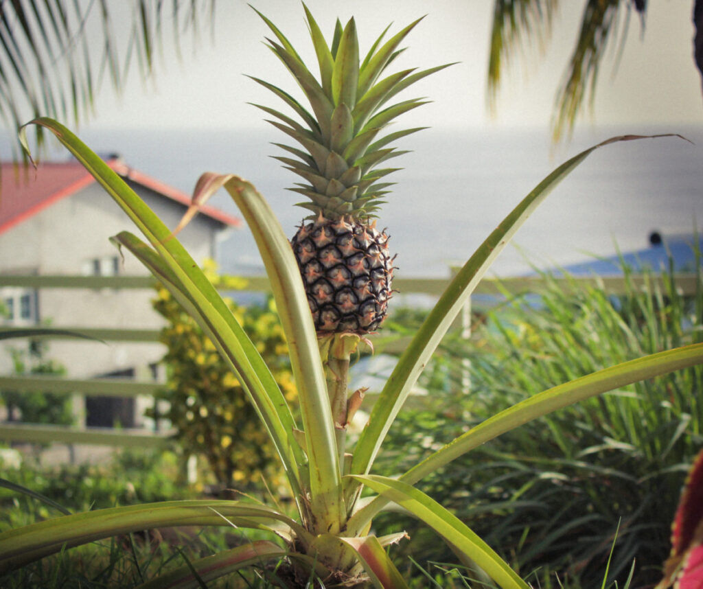 ananas