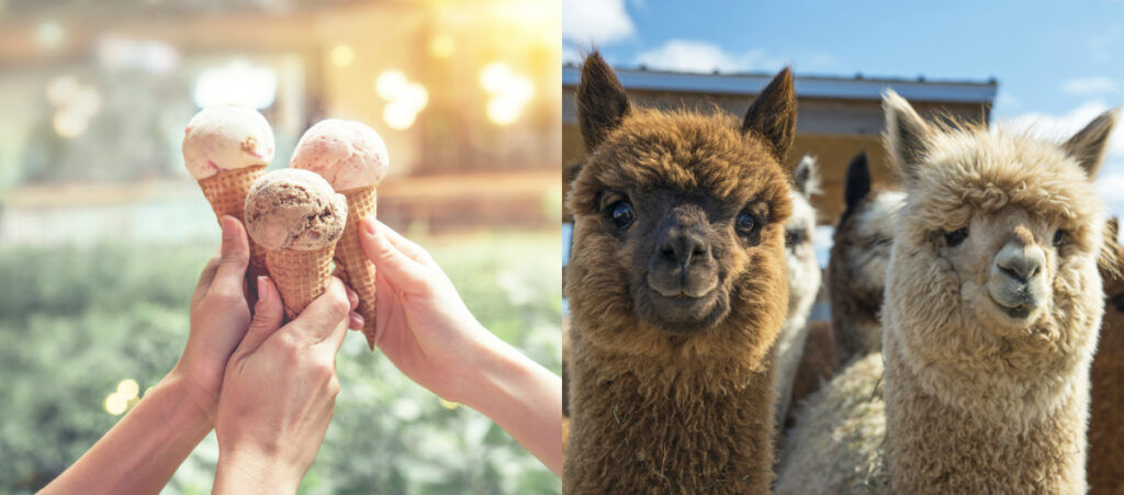 Illustratie voor: Dit is het beste ever: Hier kun je ijs eten én met alpaca’s knuffelen