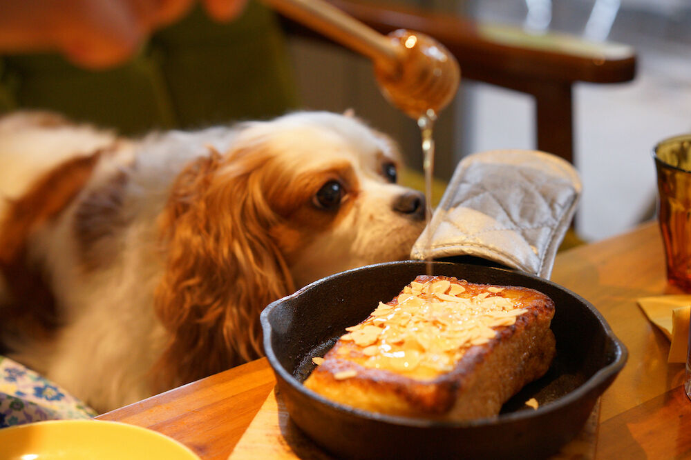 Illustratie voor: Uiteten met je hond: dit restaurant heeft een menukaart voor honden