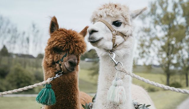 alpacaboerderijen