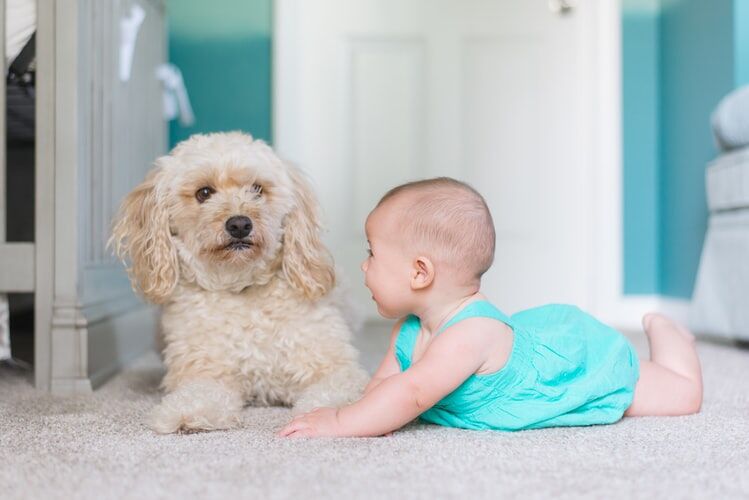 Illustratie voor: VIDEO: cute! deze puppy en baby groeien samen op en zijn beste vrienden