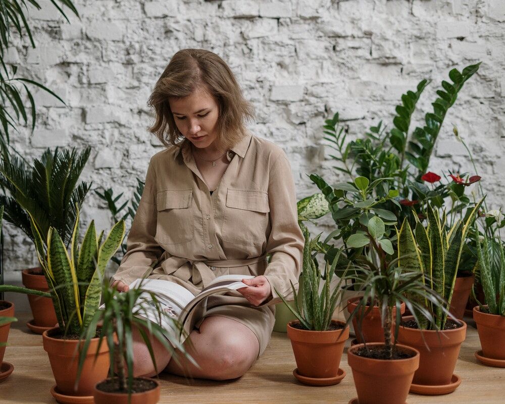 Illustratie voor: Deze goedkope planten zijn dé musthave voor op je kamer