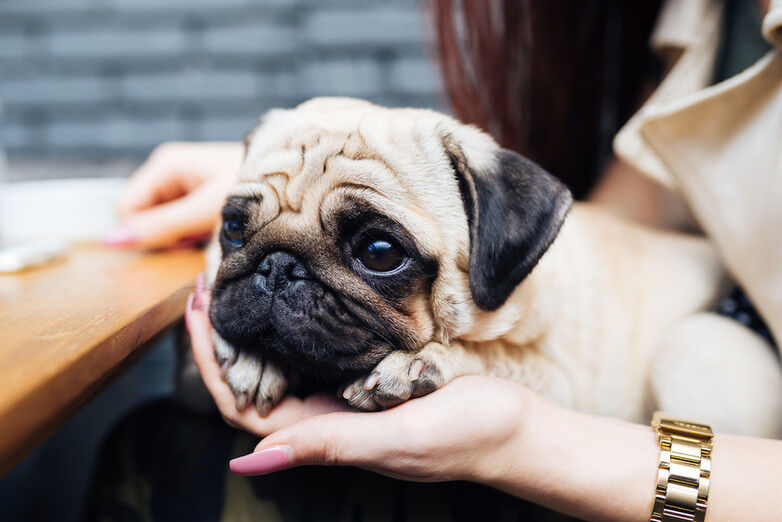 Illustratie voor: Deze hond past het beste bij jouw sterrenbeeld