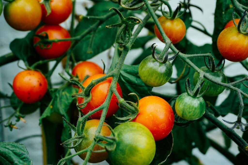 Illustratie voor: Je eigen moestuin beginnen? Zo wordt het een succes!