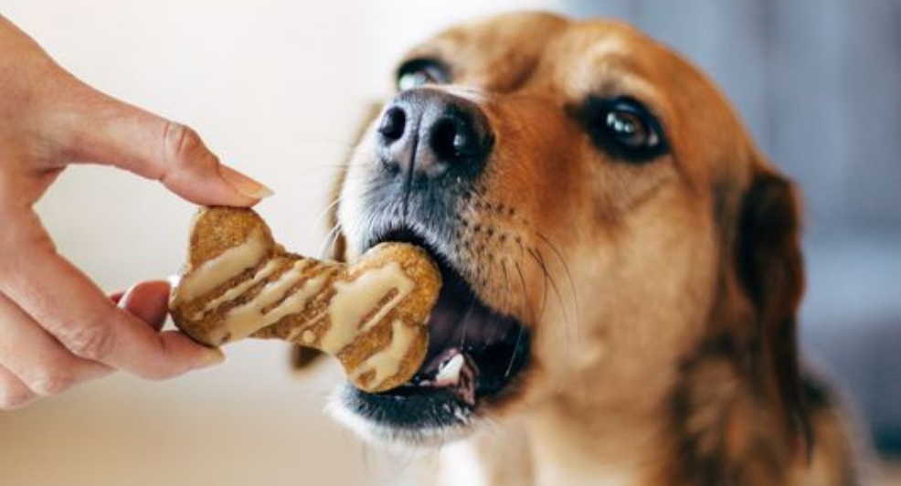 dierendag-honden-snackbar