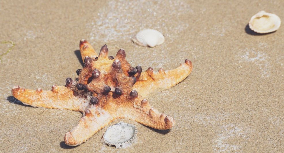 zeesterren aan strand