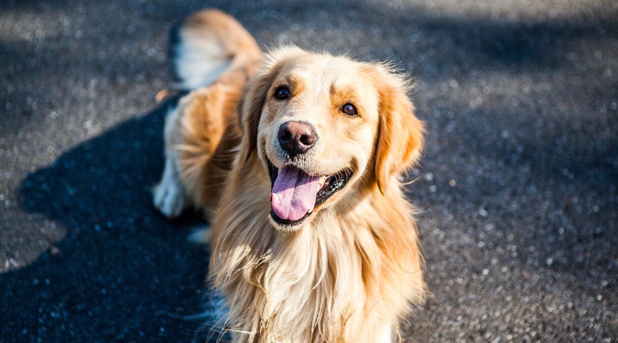 Levensverlengend medicijn voor de hond