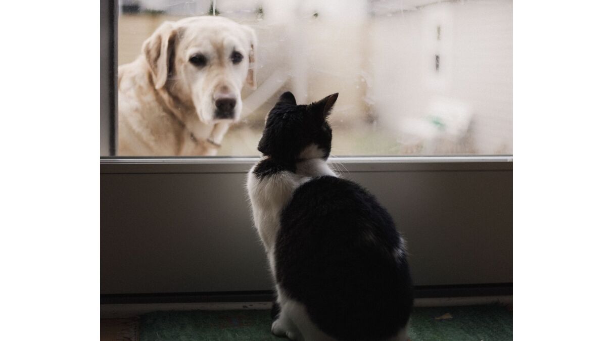 Illustratie voor: Er bestaat nu Monopoly met honden en katten