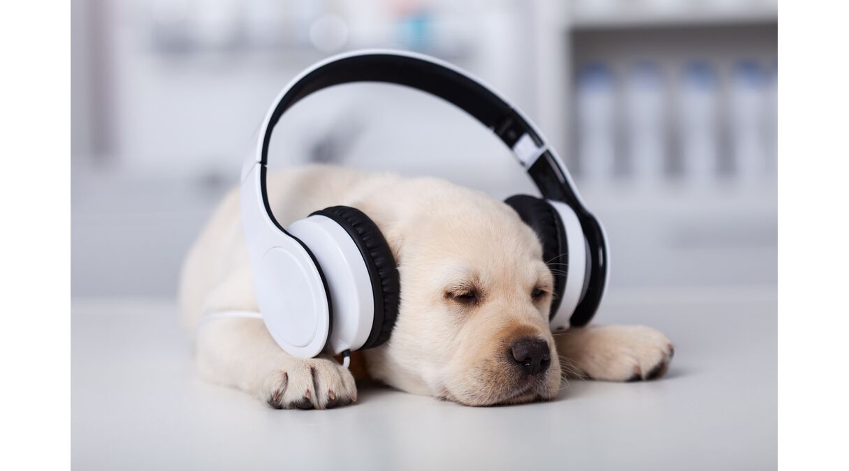 Illustratie voor: Spotify komt met een playlist speciaal voor eenzame honden