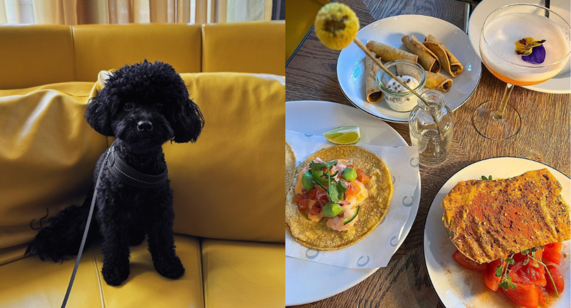 brunchen-met-hond