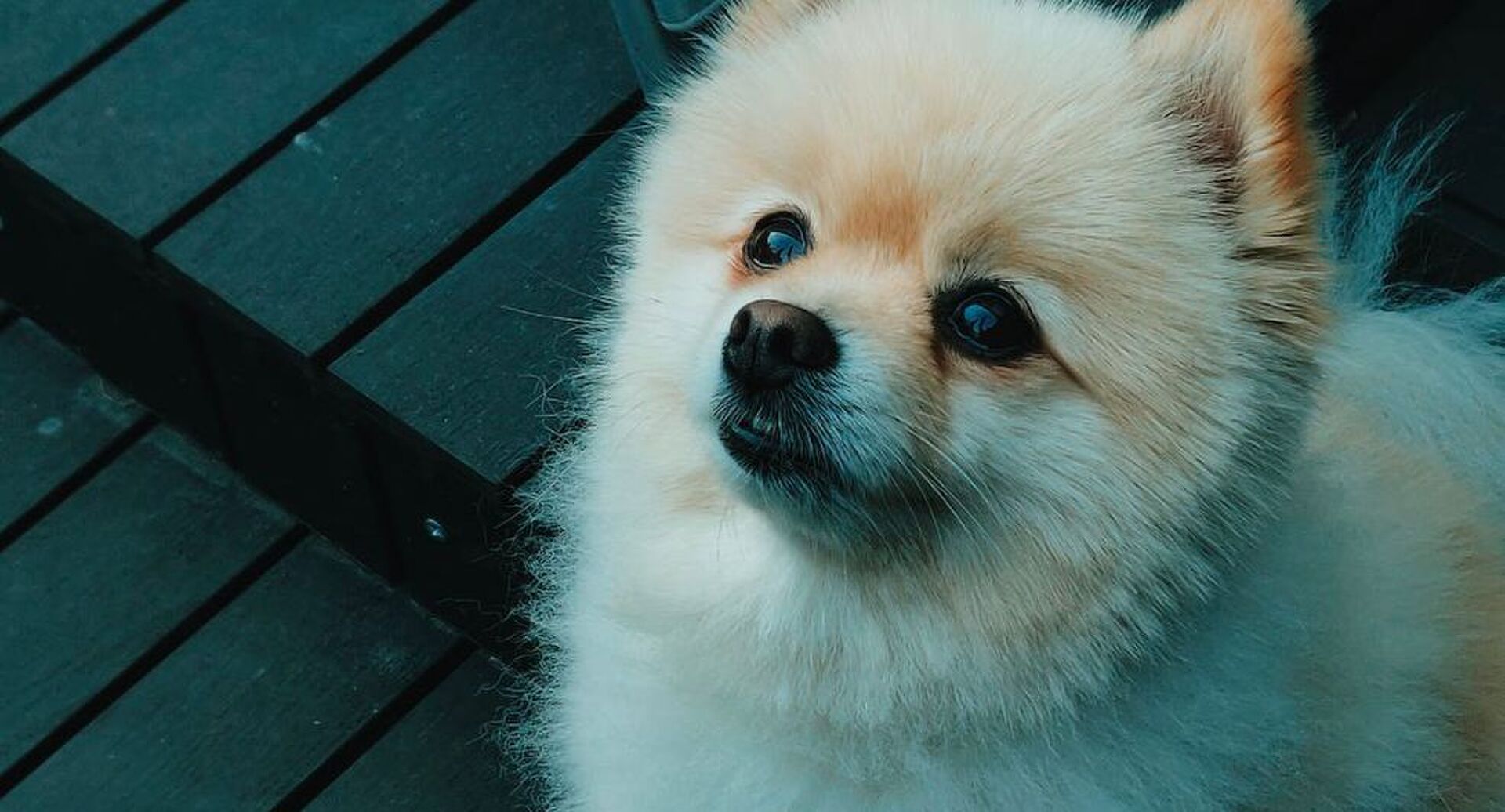 honden-vrouwen