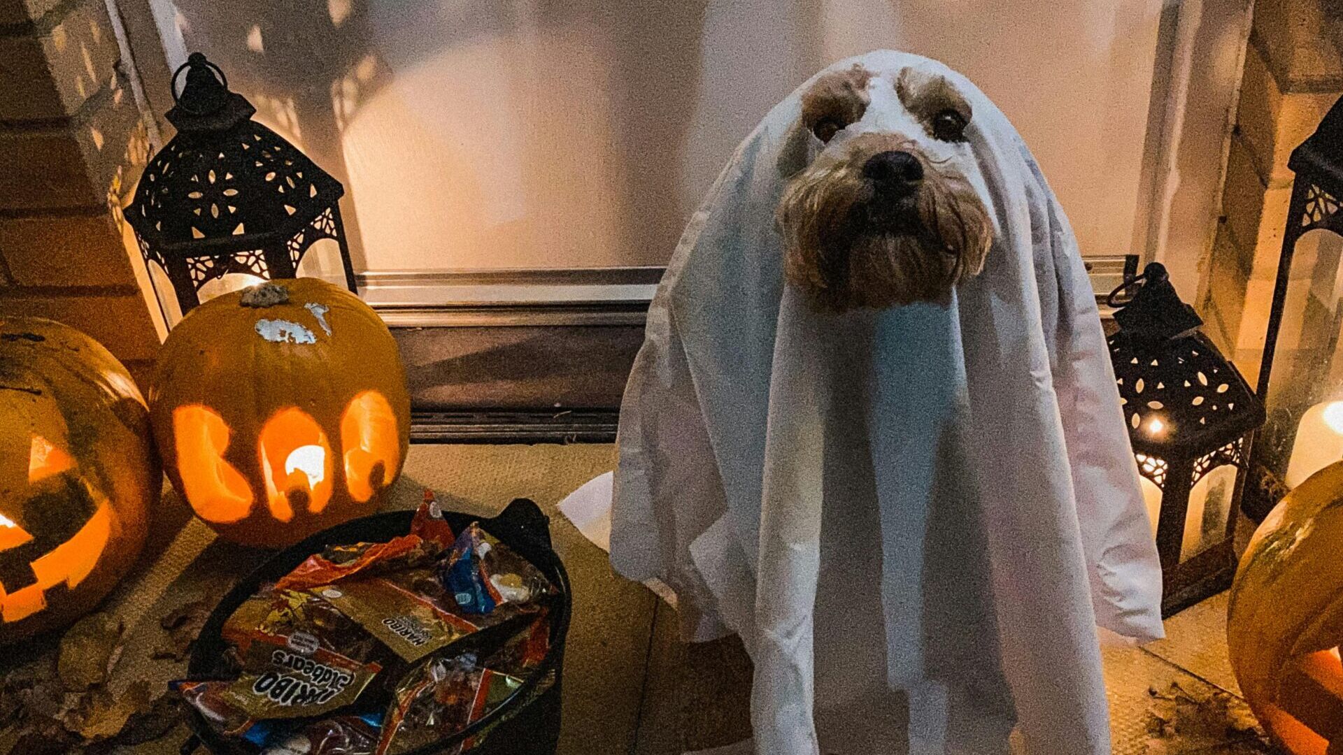 halloween kostuum hond