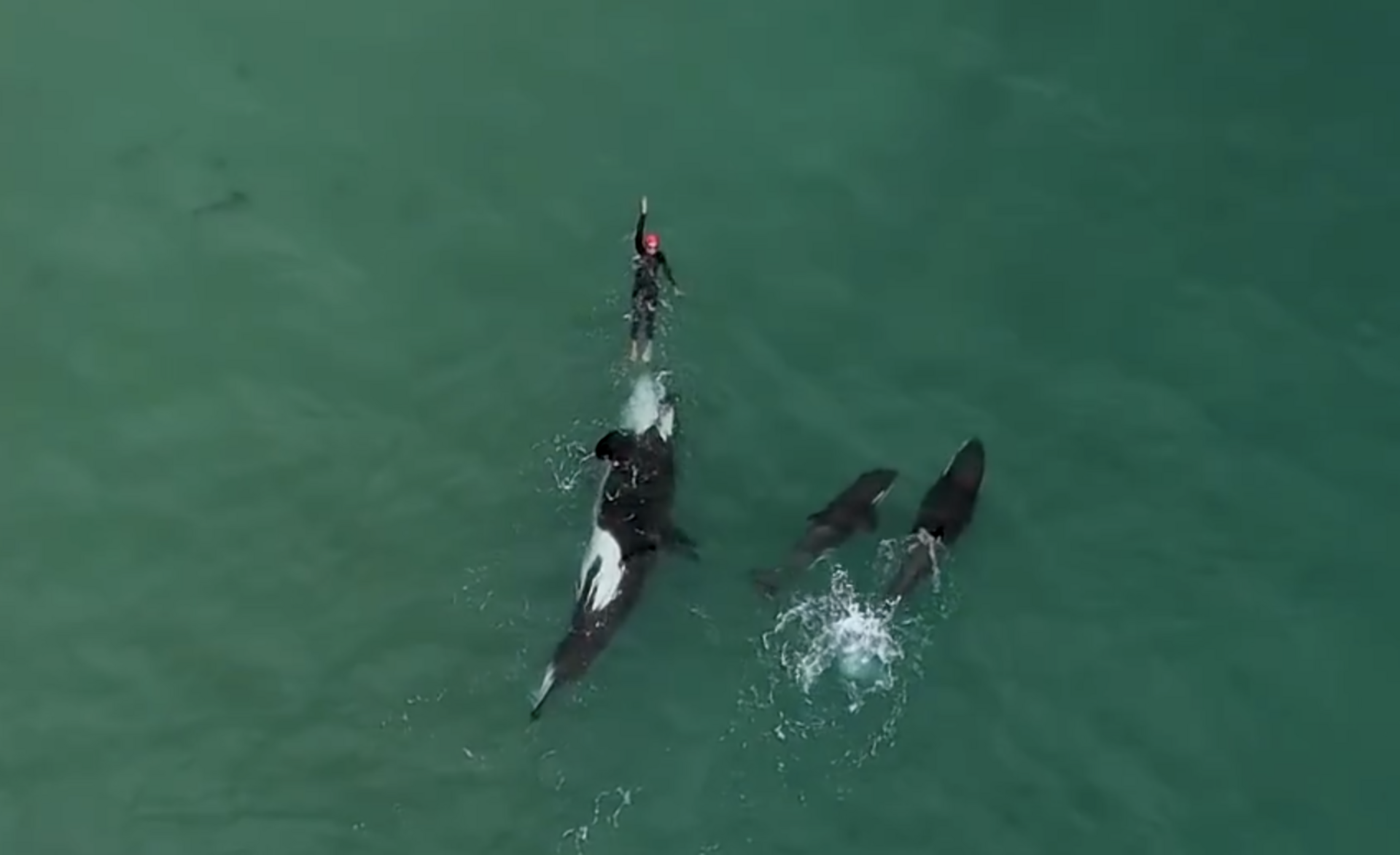 Orka's Vrouw Nieuw-Zeeland Gewoonvoorhem