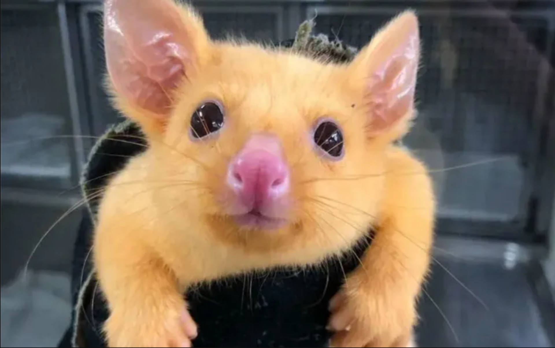 real life Pikachu gewoonvoorhem 1