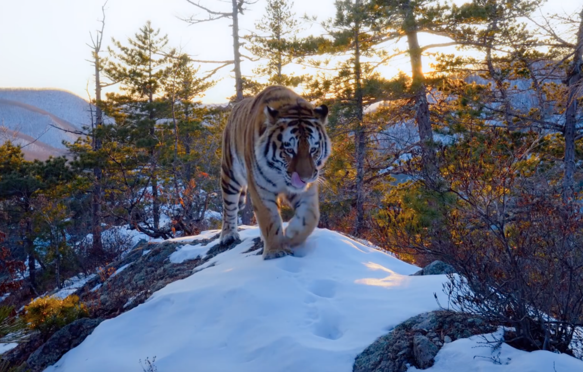 Netflix natuurdocumentaire Our Planet Gewoonvoorhem