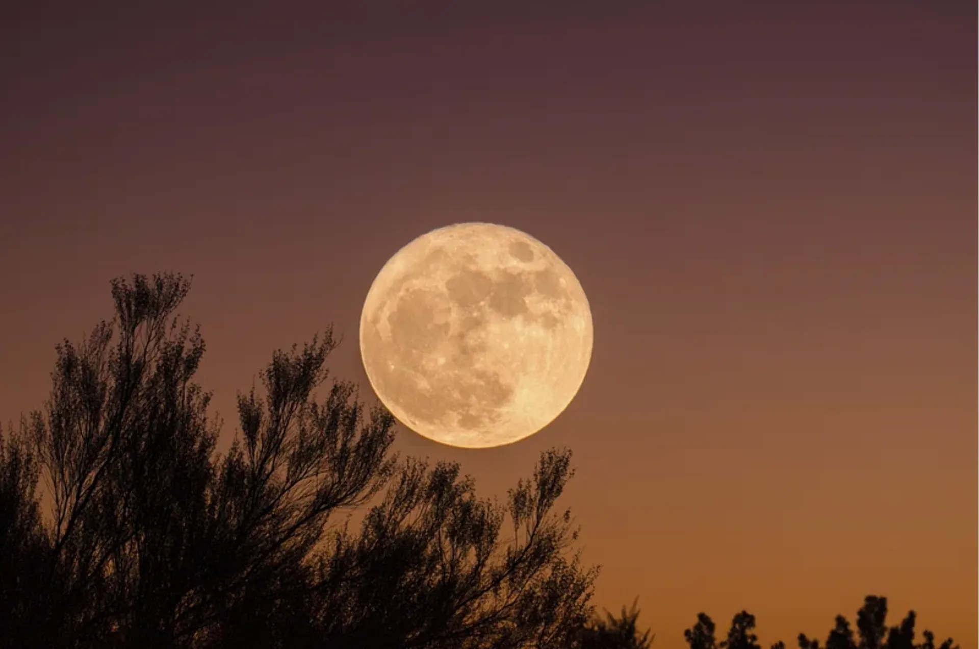 NASA wil huizen bouwen op maan