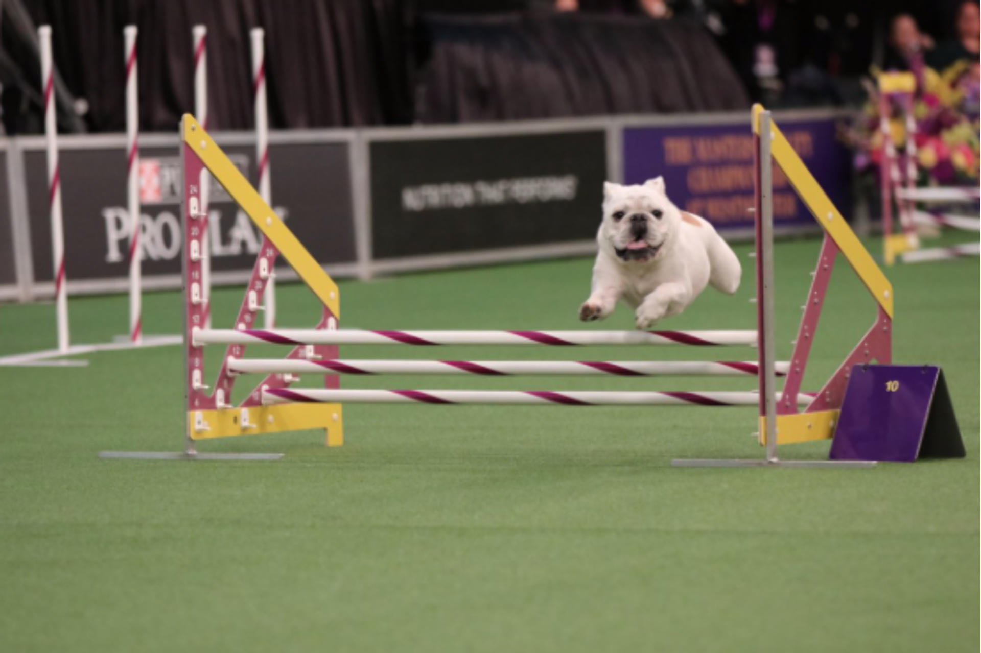 Bulldog Rudy Wedstrijd Gewoonvoorhem