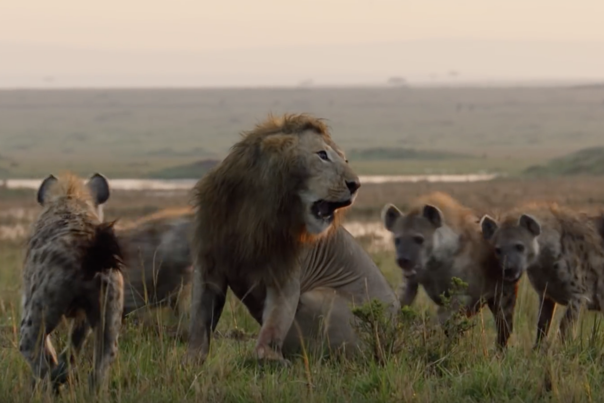 Leeuw Bromance BBC Earth Gewoonvoorhem