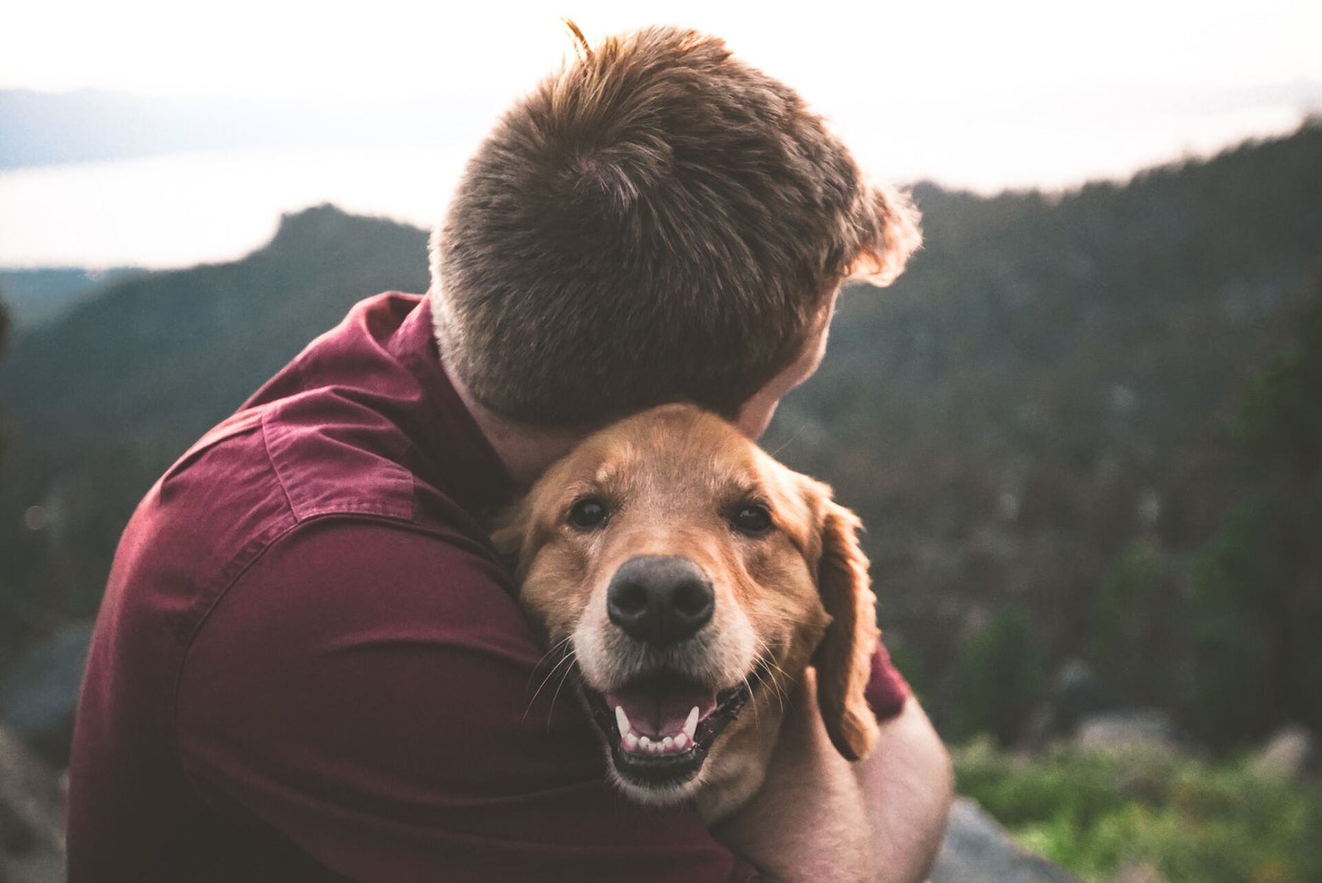 Netflix Documentaire Dogs