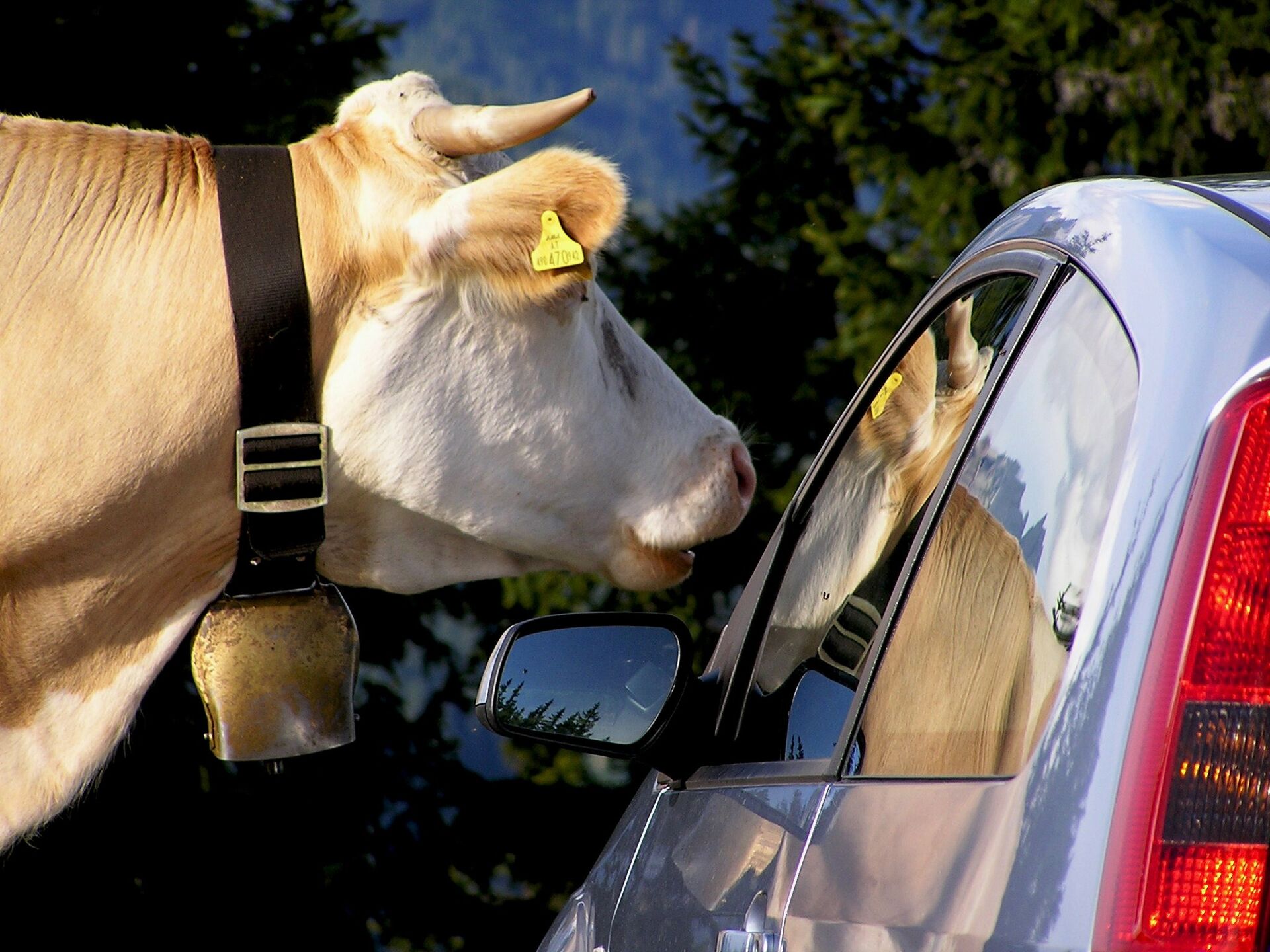 koe auto likken