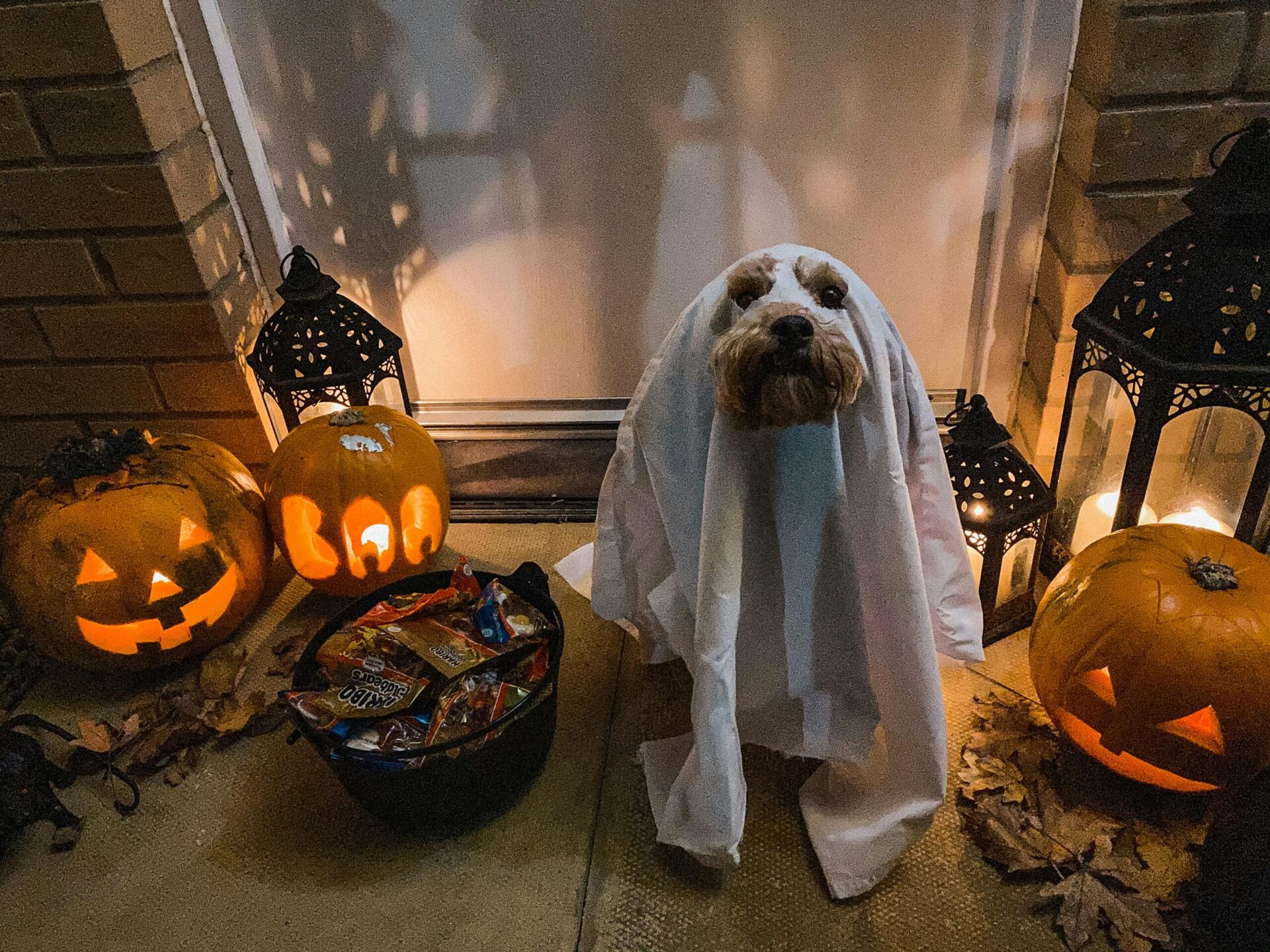 halloween kostuum hond