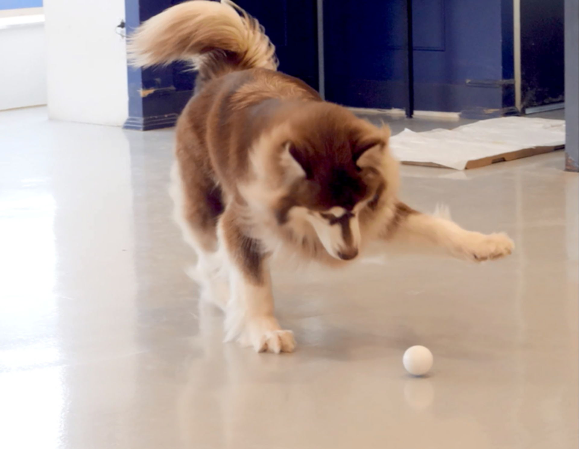 Hondenspeeltje GOMI.BALL Gewoonvoorhem