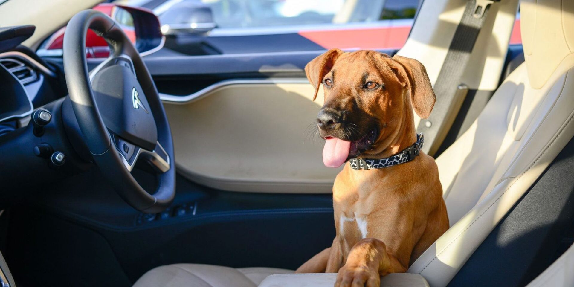 Tesla Dog Mode Gewoonvoorhem