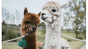alpacaboerderijen
