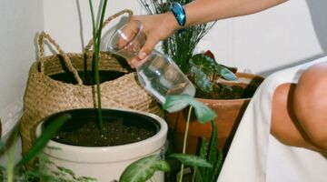 melk-gezond-planten