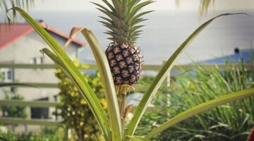 ananas