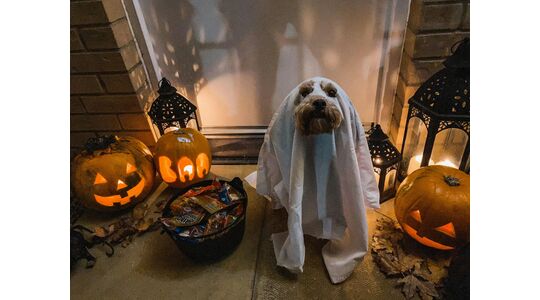 halloween kostuum hond