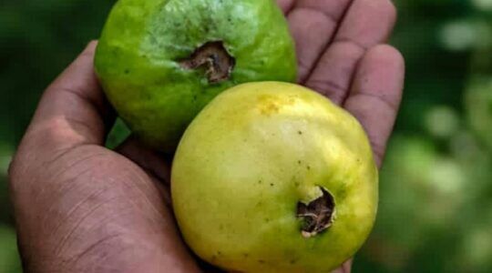 guave, het perfecte fruit voor wie afvallen, in de hand van een man