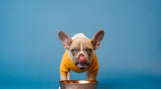 pup