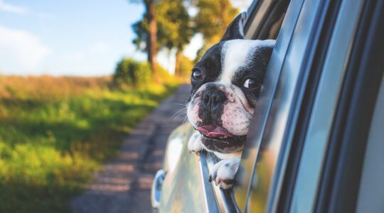 hond snelheidsboete