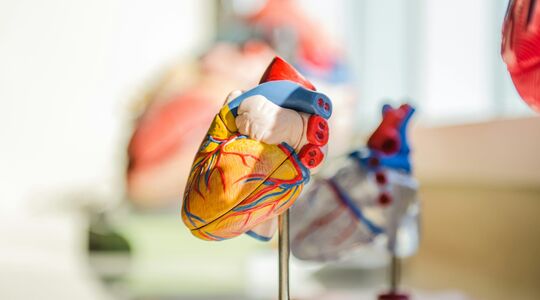 Aorta