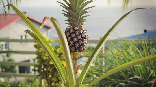 ananas